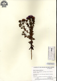 Symphyotrichum novae-angliae image