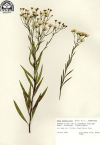 Aster ptarmicoides image