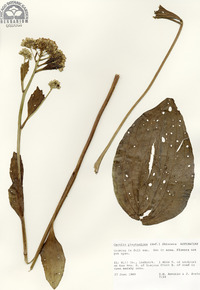 Arnoglossum plantagineum image