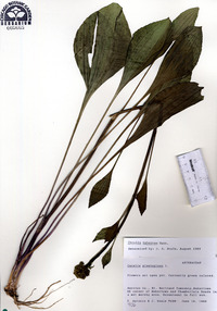 Arnoglossum plantagineum image