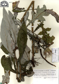 Cirsium altissimum image