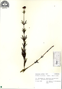 Coreopsis palmata image