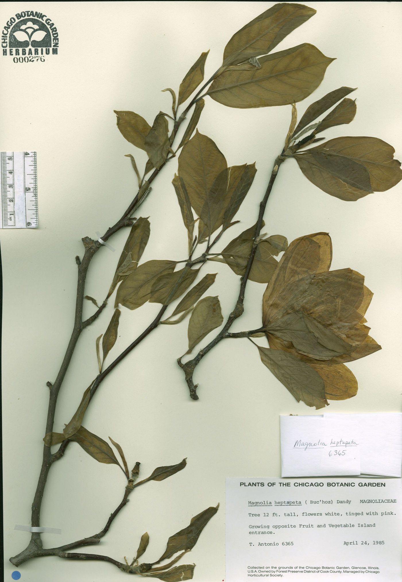 Magnolia heptapeta image