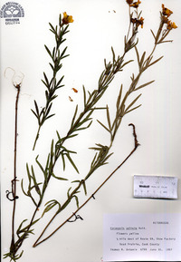 Coreopsis palmata image