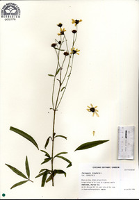 Coreopsis tripteris image