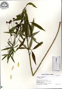 Coreopsis tripteris image