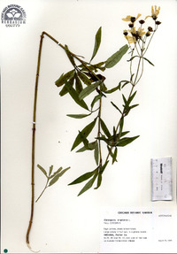 Coreopsis tripteris image