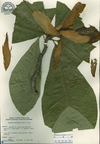 Magnolia obovata image