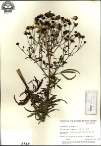 Coreopsis tripteris image