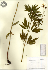 Coreopsis tripteris image