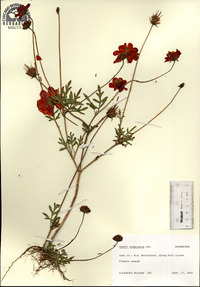 Cosmos sulphureus image