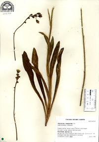 Hieracium longipilum image