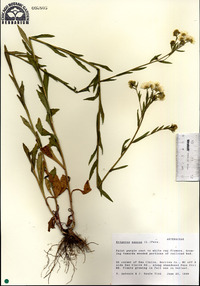 Erigeron annuus image