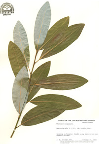 Magnolia virginiana image