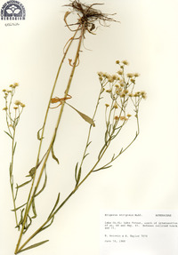 Erigeron strigosus image