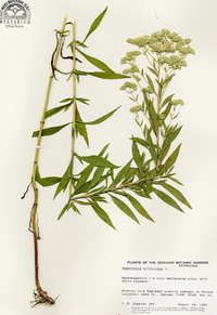 Eupatorium altissimum image