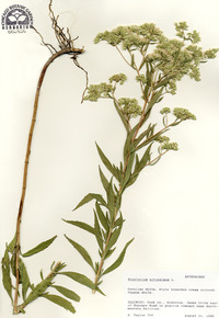 Eupatorium altissimum image