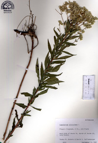 Eupatorium altissimum image