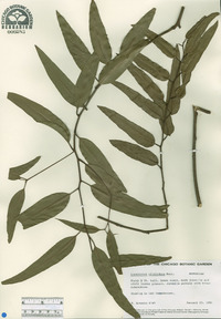 Eucalyptus citriodora image