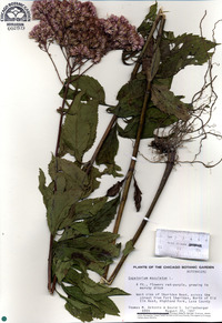 Eutrochium maculatum image