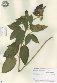 Tibouchina urvilleana image