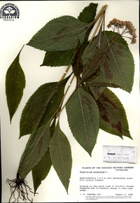 Eutrochium purpureum image