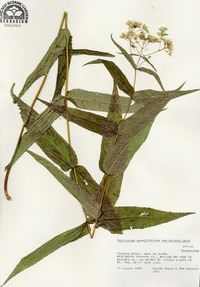 Eupatorium sessilifolium var. brittonianum image