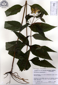 Helianthus decapetalus image