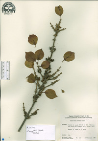 Forsythia ovata image