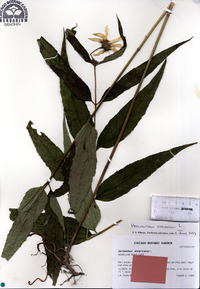 Helianthus strumosus image