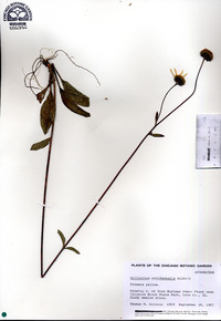 Helianthus occidentalis image