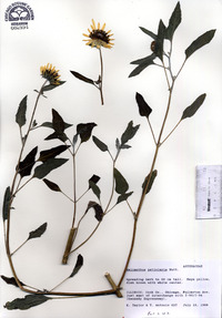 Helianthus petiolaris image