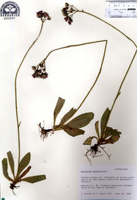 Hieracium aurantiacum image