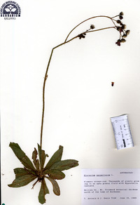 Hieracium aurantiacum image