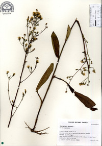 Hieracium gronovii image