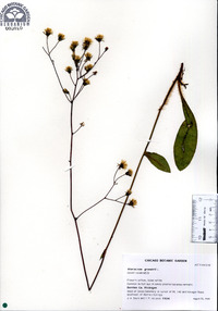 Hieracium gronovii image