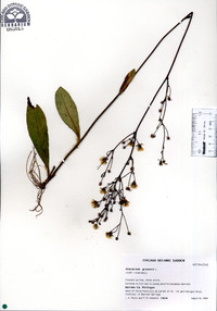 Hieracium gronovii image