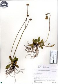 Hieracium × flagellare image