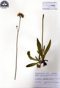 Hieracium caespitosum image