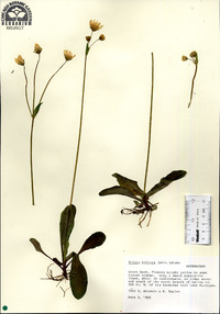 Krigia biflora image