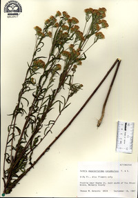 Kuhnia eupatorioides image