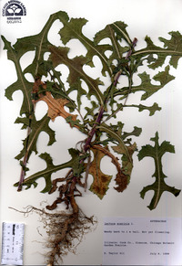 Lactuca serriola image