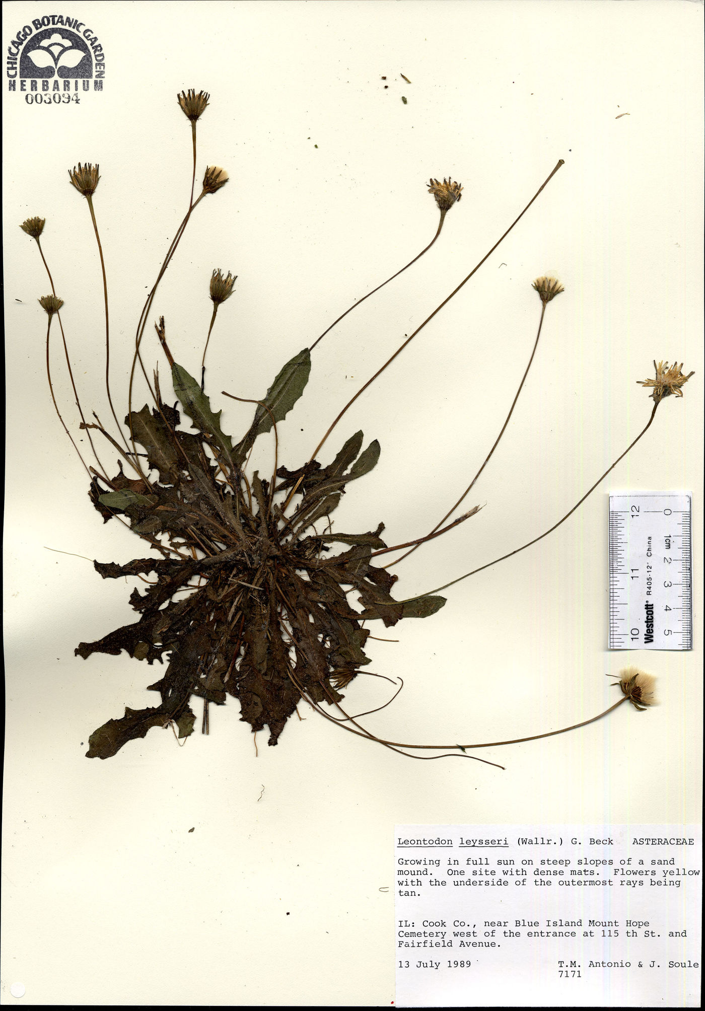Leontodon taraxacoides subsp. taraxacoides image