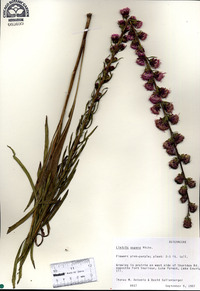 Liatris aspera image