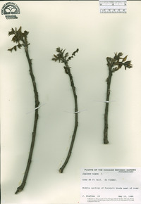 Juglans nigra image