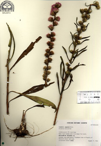 Liatris aspera image