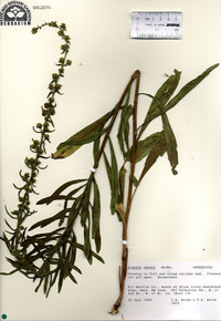 Liatris aspera image