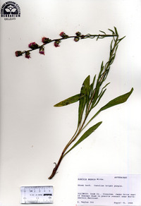 Liatris aspera image