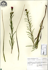 Liatris cylindracea image