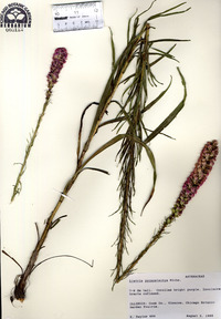 Liatris pycnostachya image